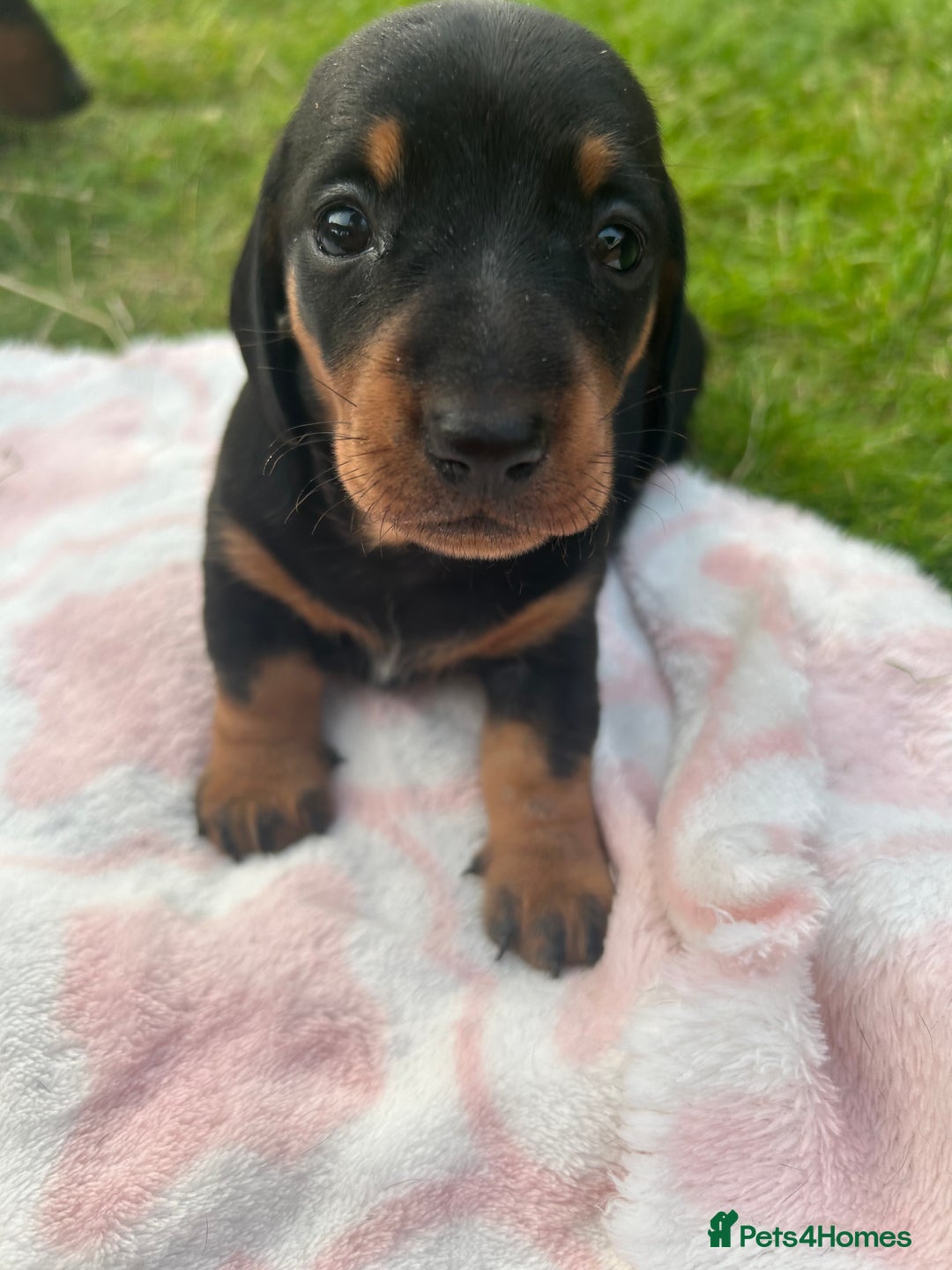 Miniature Dachshund dogs for sale: Miniature Black and Tan Daschund puppies for sale - Image 5