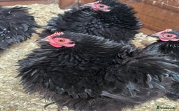 Chickens poultry for sale: Pekin Bantam Pullets POL  - Advert 5