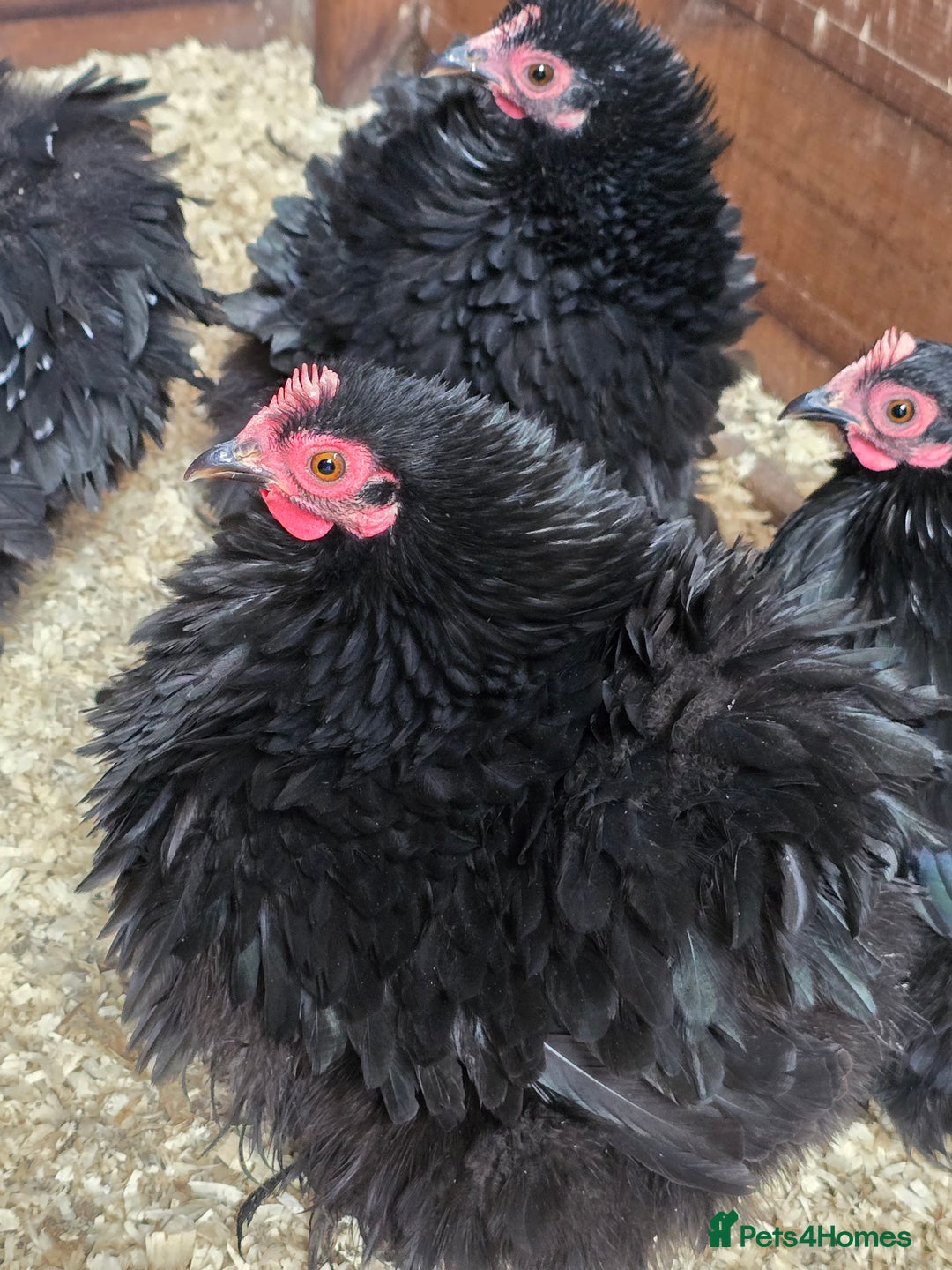Chickens poultry for sale: Pekin Bantam Pullets POL  - Advert 5