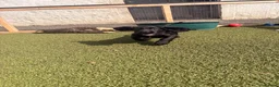 Cocker Spaniel dogs for sale: Beautiful black working cockers - Advert 7