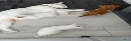 Turkish Angora cats for sale: 3 Adorable Kittens - Advert 2