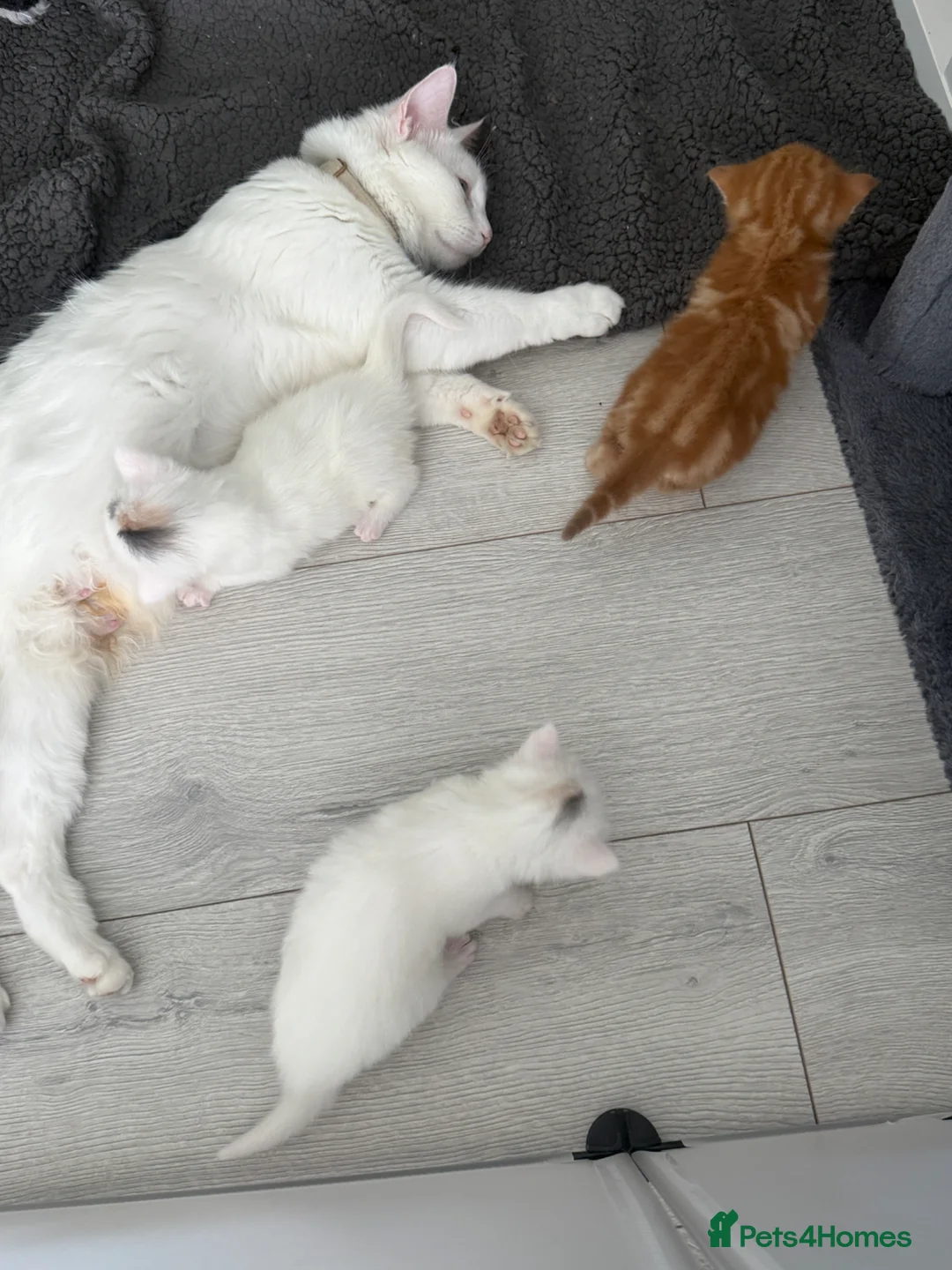 Turkish Angora cats for sale: 3 Adorable Kittens - Advert 2