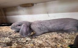 French Lop rabbits for sale: Purebred French Lops for sale  - Image 9