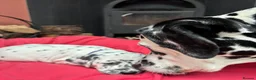 Dalmatian dogs for sale: Dalmatian puppies (5 males and 2 bitches) - Advert 17