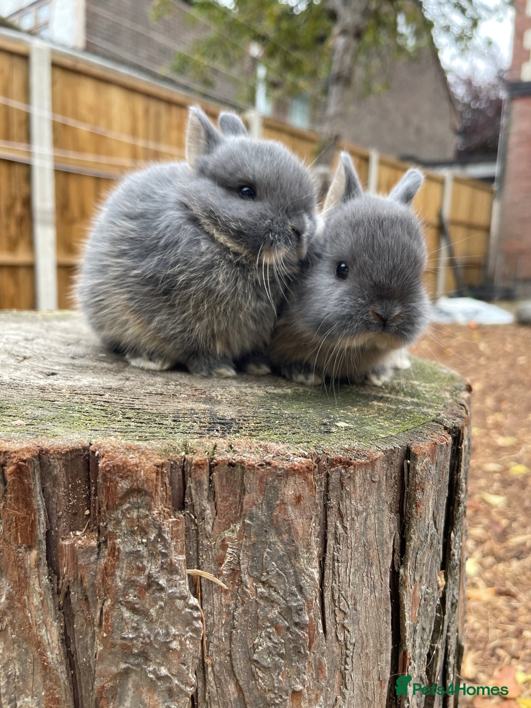 Netherland Dwarf rabbits for sale: Real Netherland Dwarf High Quality Babies  - Image 12