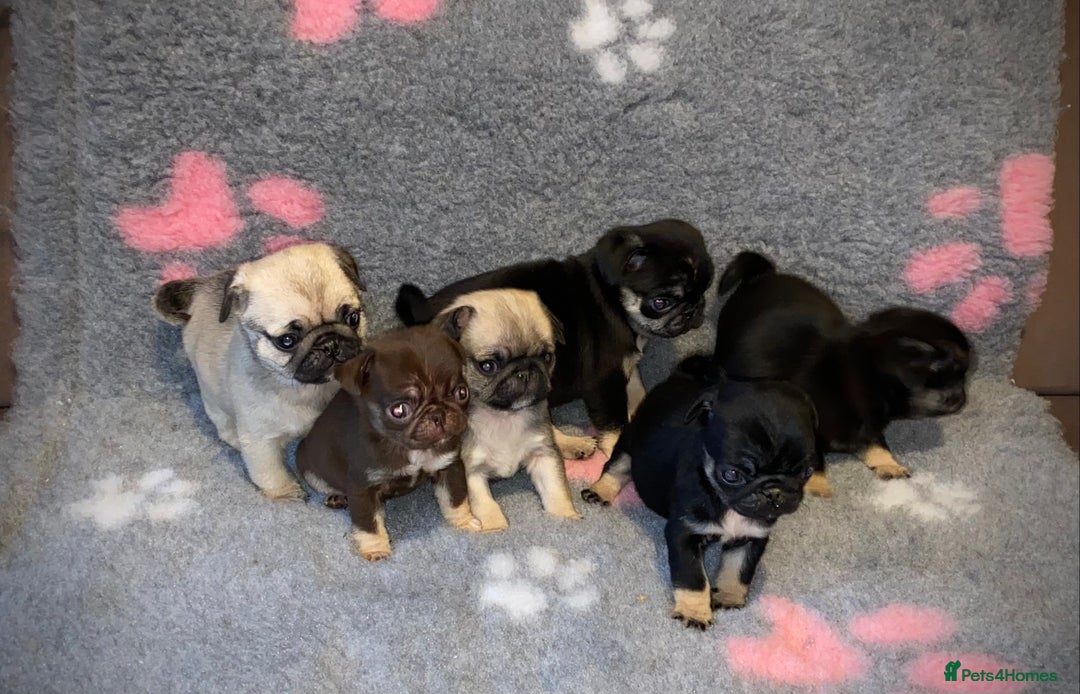 Pug dogs for sale: Beautiful Pug Puppies  - Advert 7