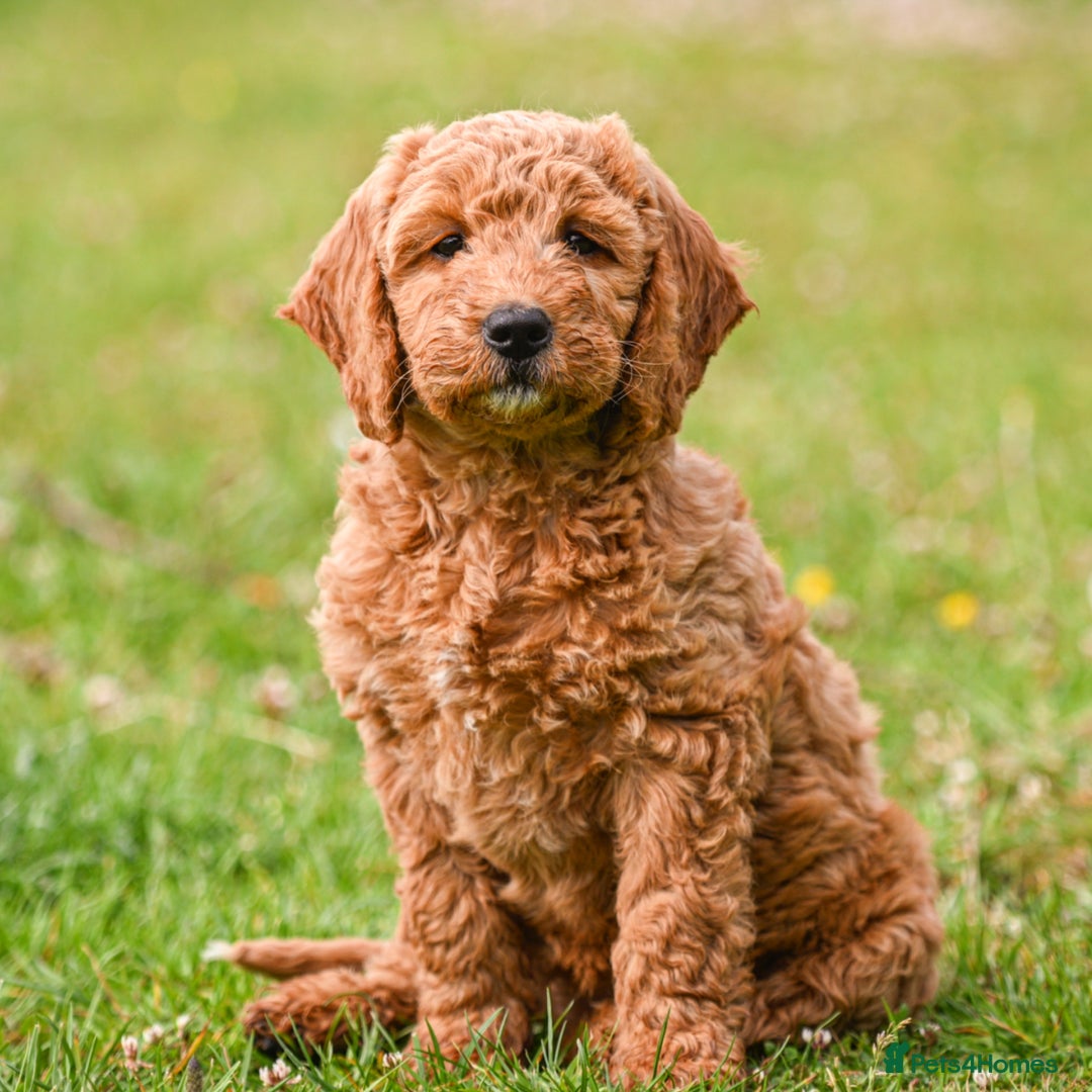 Mini Goldendoodle dogs for sale: Amazing GOLDENDOODLES  - Image 6