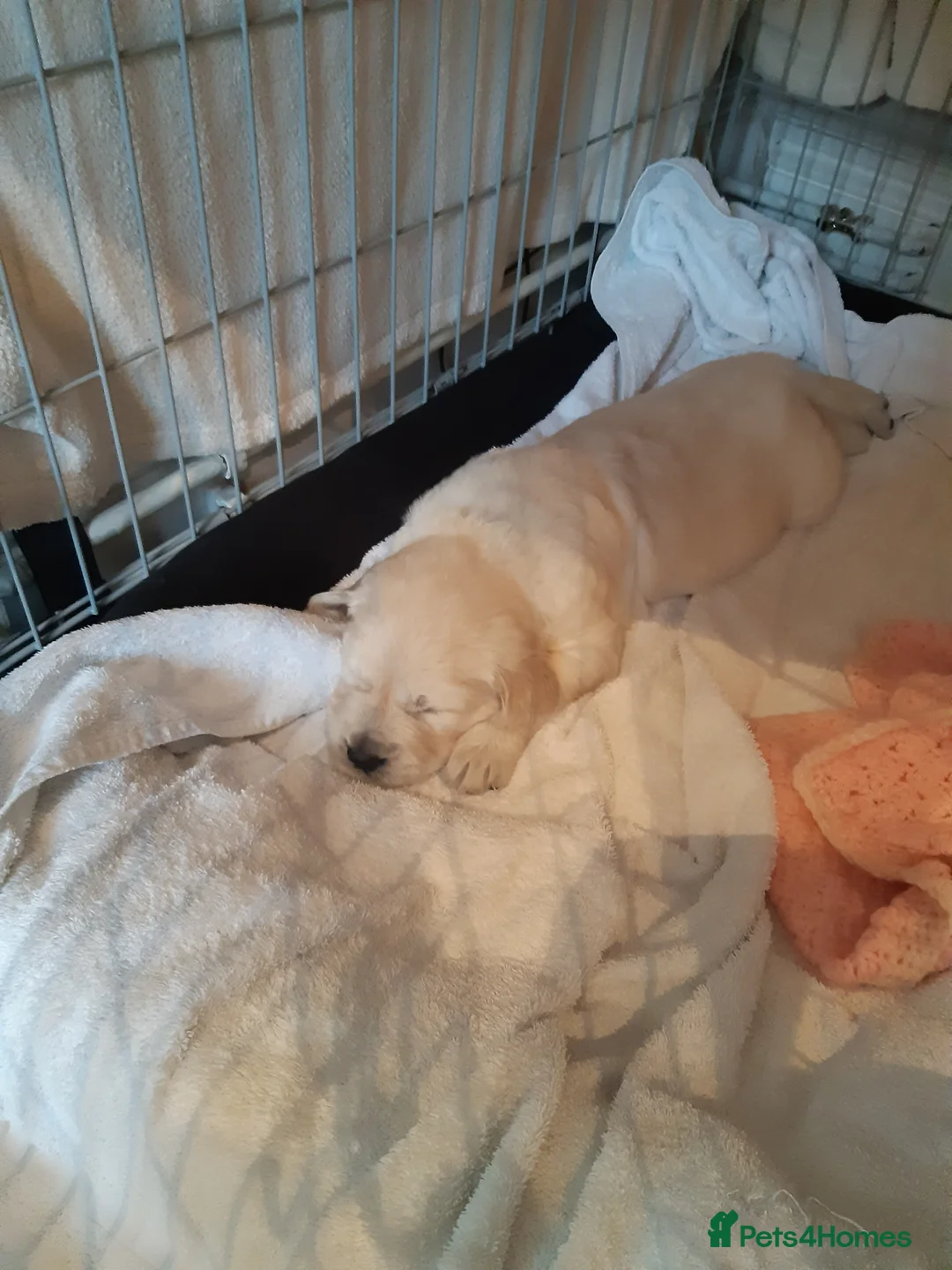 Golden Retriever dogs for stud: exceptional PROVEN dog available for stud  in Northwich - Advert 12