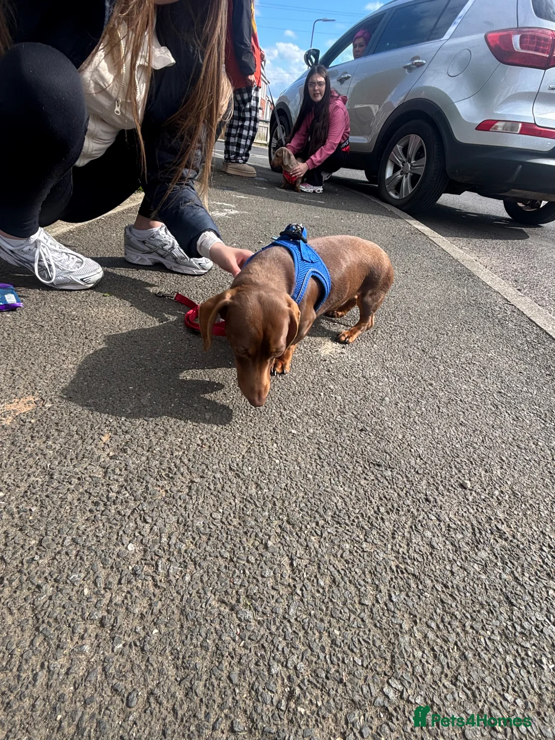 Dachshund dogs for sale: 2 sausage dogs - Advert 2