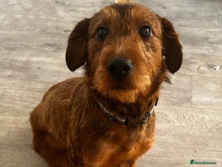 Jackapoo dogs jackapoo for sale portadown - Advert 1