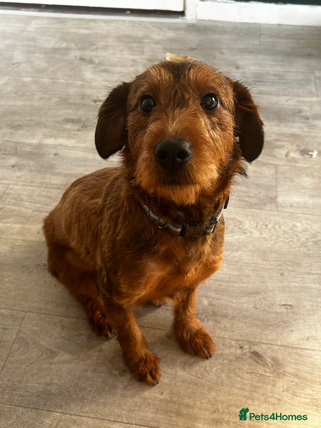 Jackapoo dogs for sale: jackapoo for sale portadown  - Advert 1