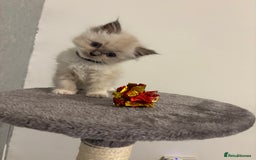 Ragdoll cats for sale: Beautiful ragdoll kittens  - Image 2
