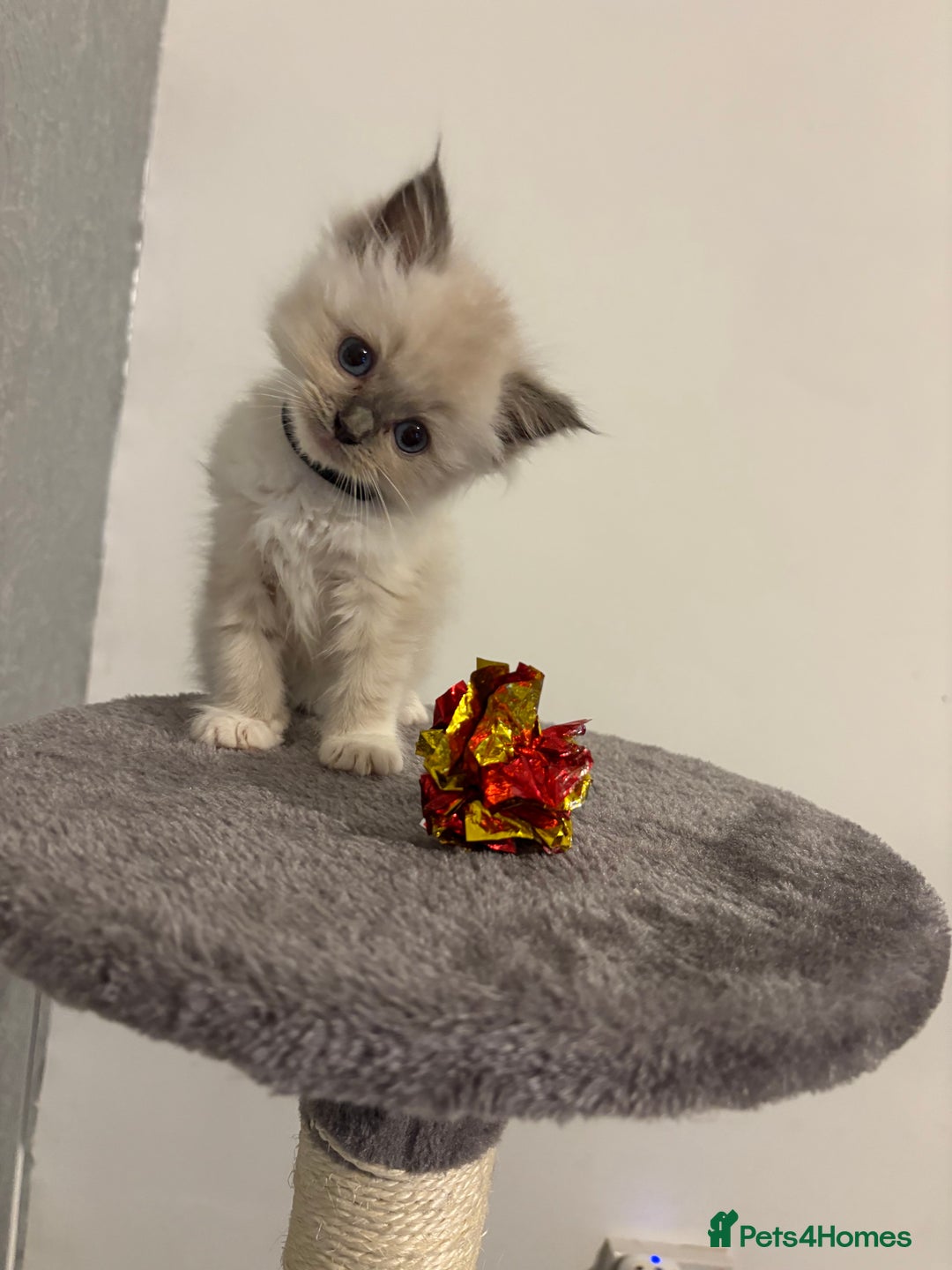 Ragdoll cats for sale: Beautiful ragdoll kittens  - Image 2