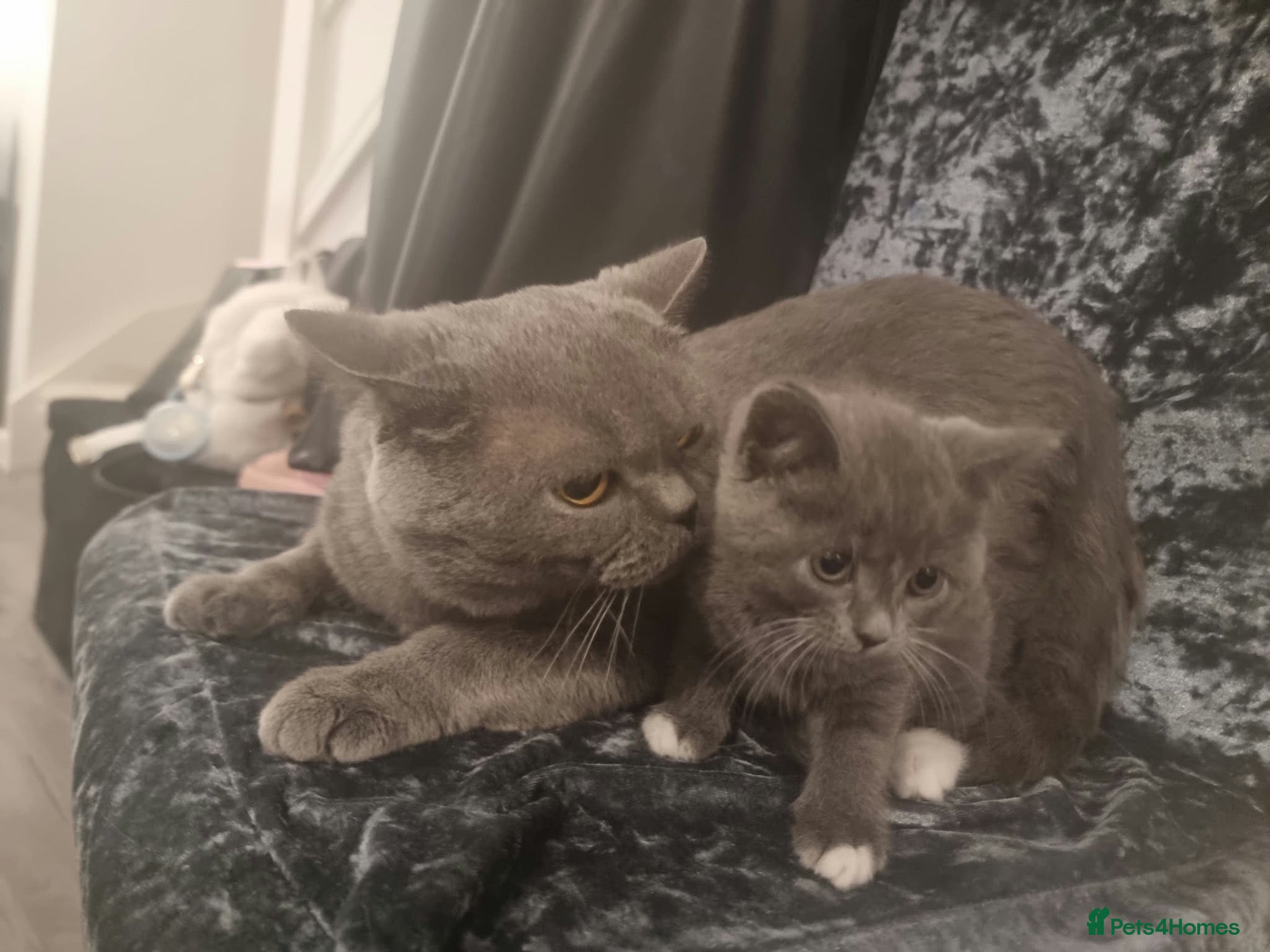 British Shorthair cats for sale: Bsh kittens  - Advert 2