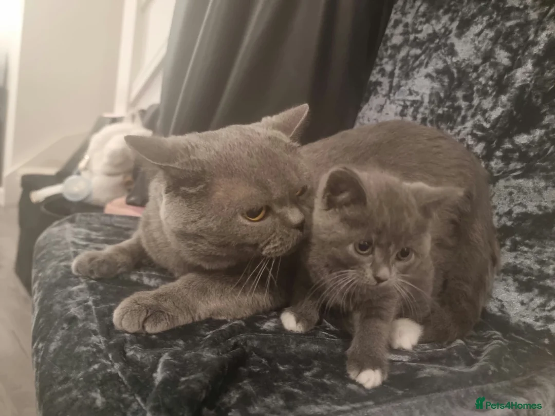 British Shorthair cats for sale: Bsh kittens  in Blackburn - Advert 1