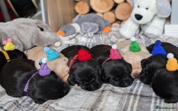 Labrador Retriever dogs for sale: Stunning labrador puppies from good working lines - Advert 17