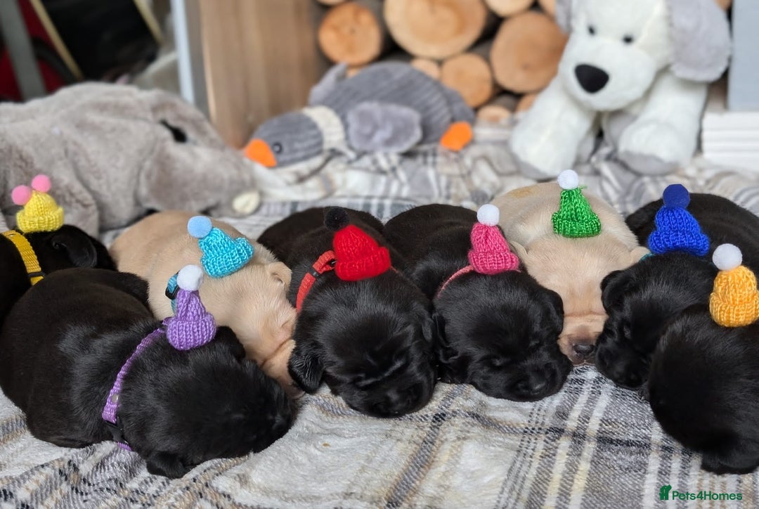 Labrador Retriever dogs for sale: Stunning labrador puppies from good working lines - Advert 17