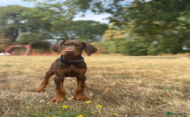 Dobermann dogs - Advert 1