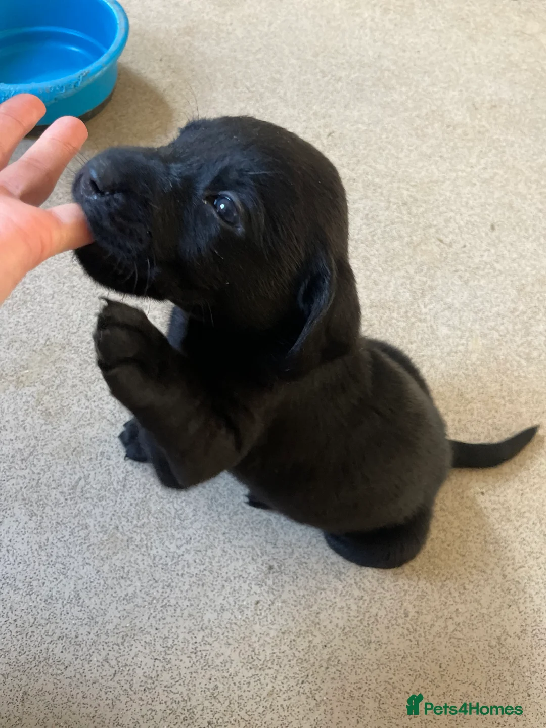 Labrador Retriever dogs for sale: Labrador puppies - Advert 10