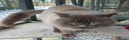 Ragdoll cats for sale: Gentle giant Winston Blue point  - Advert 3