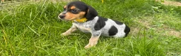Bocker dogs for sale: Bred From Health Tested Parents - Advert 9
