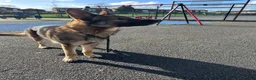 German Shepherd dogs for sale: Full pedigree GS for rehome  in Altrincham - Advert 12