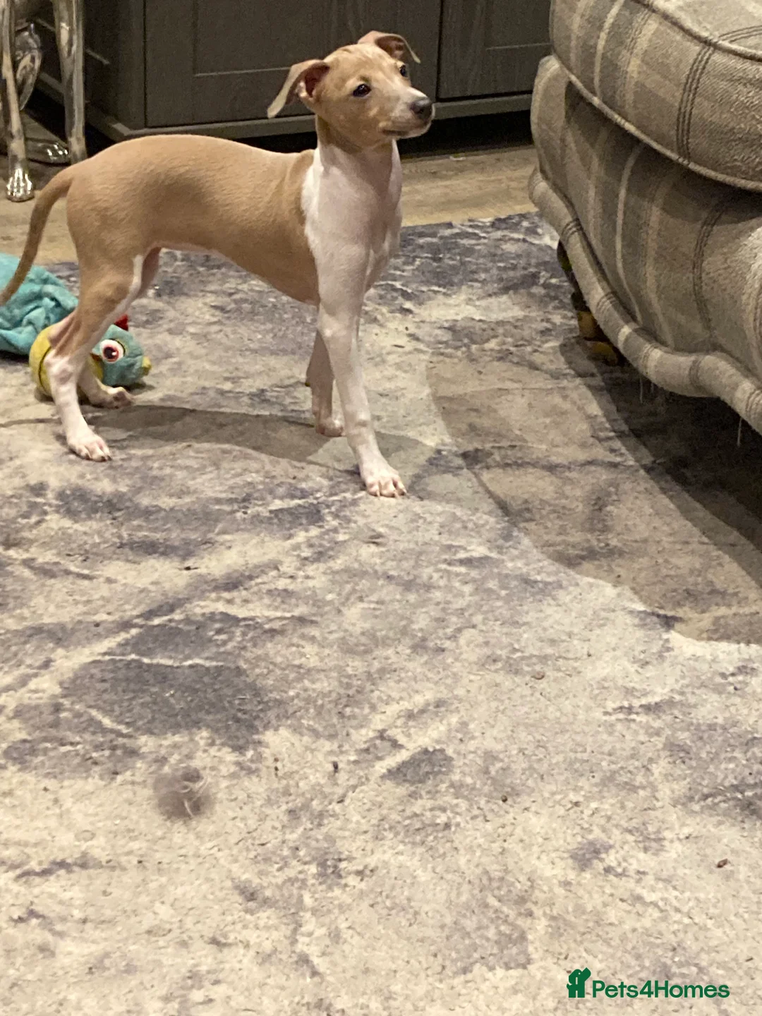 Italian Greyhound dogs for sale: Kennel club registered Italian greyhound puppies - Advert 2