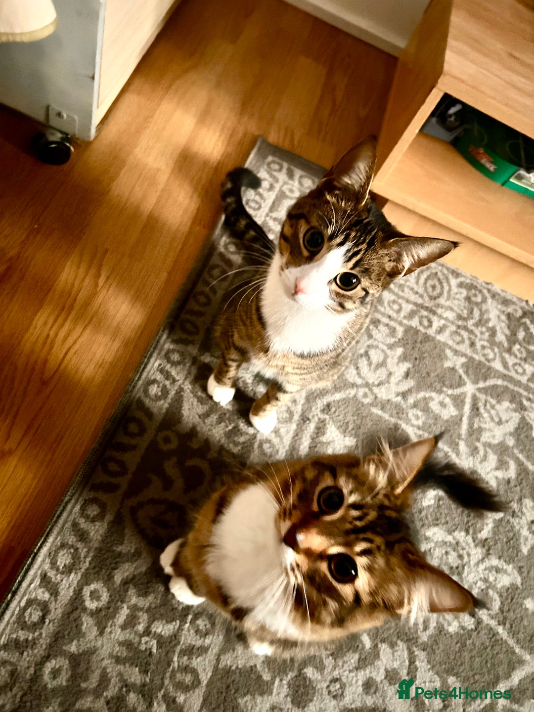 Mixed Breed cats for sale: Two 1 year old cats for sale  - Advert 10