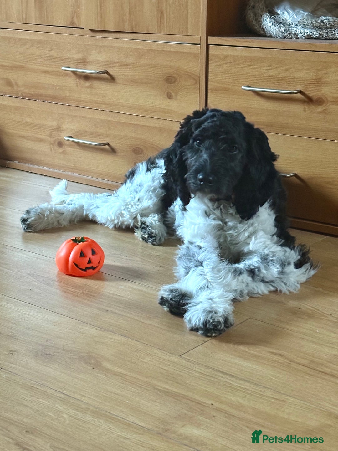 Labradoodle dogs for sale: 5 month old Labradoodle Clover - Advert 1