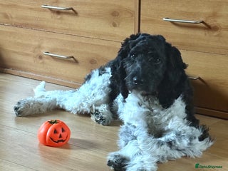 Labradoodle dogs 5 month old Labradoodle Clover - Advert 2