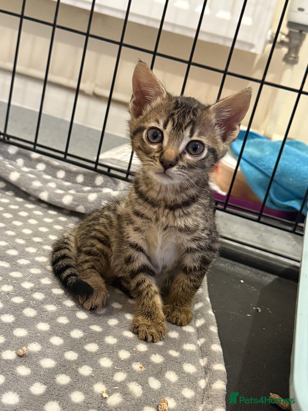 Bengal cats for sale: 1 (Left) Beautiful Bengal x Siamese kittens  in Sudbury - Image 7