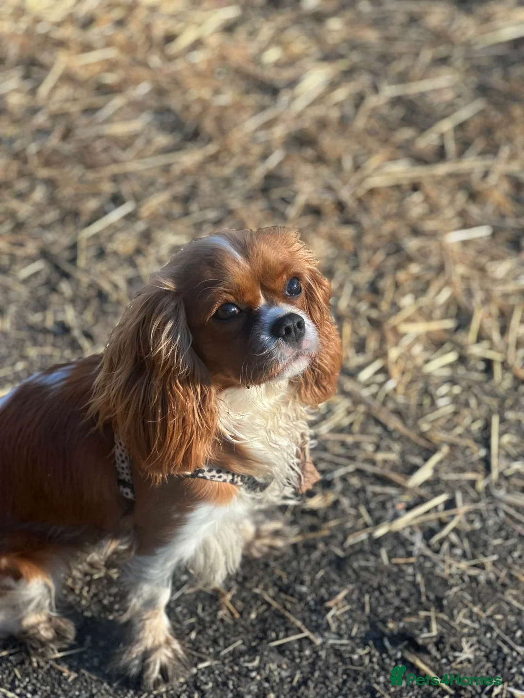 Cavalier King Charles Spaniel dogs for sale: Cavalier King Charles Spaniel 17 months old bitch in Bicester - Advert 1
