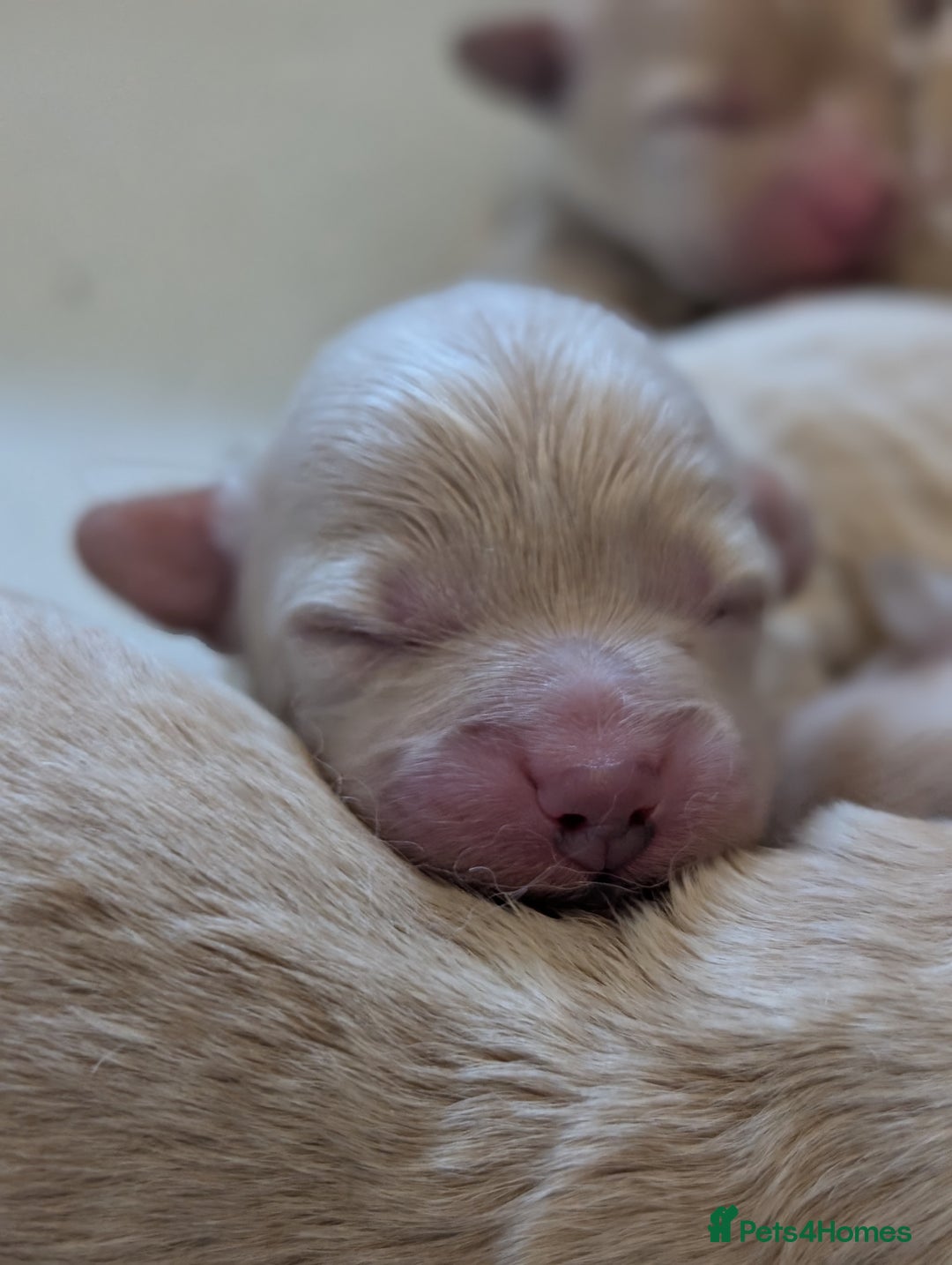 Maltipoo dogs for sale: 🩷 1 Baby Girl Available  - Advert 5