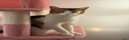 British Shorthair cats for sale: Stunning NY11 Black Golden Shaded British  - Advert 13