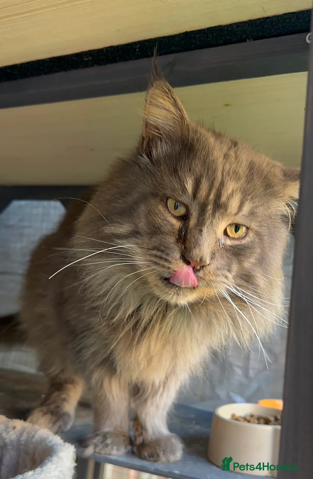 Maine Coon cats for sale: Huge TICA ACTIVE CHAMPIONSHIP BREEDING MALE - Advert 11