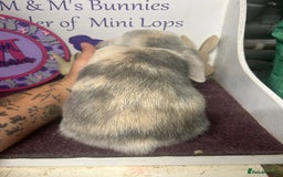 Mini Lop rabbits for sale: !Lovely little Mini Lop Doe 5months old  in Bristol - Image 4