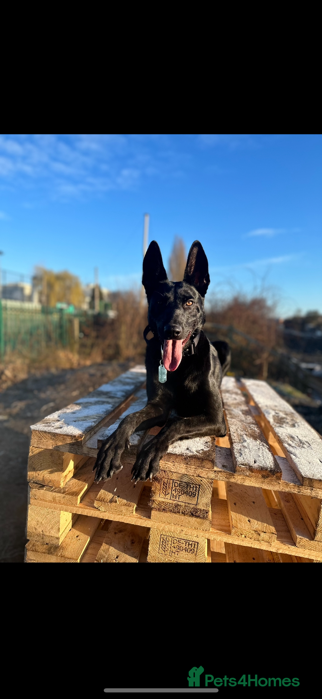 Belgian Shepherd Dog dogs for sale: Top working bloodline belgian malinois puppies - Advert 3