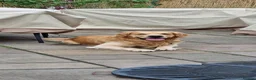 Golden Retriever dogs for sale: KC Registered Golden Retriever Puppies  - Advert 2