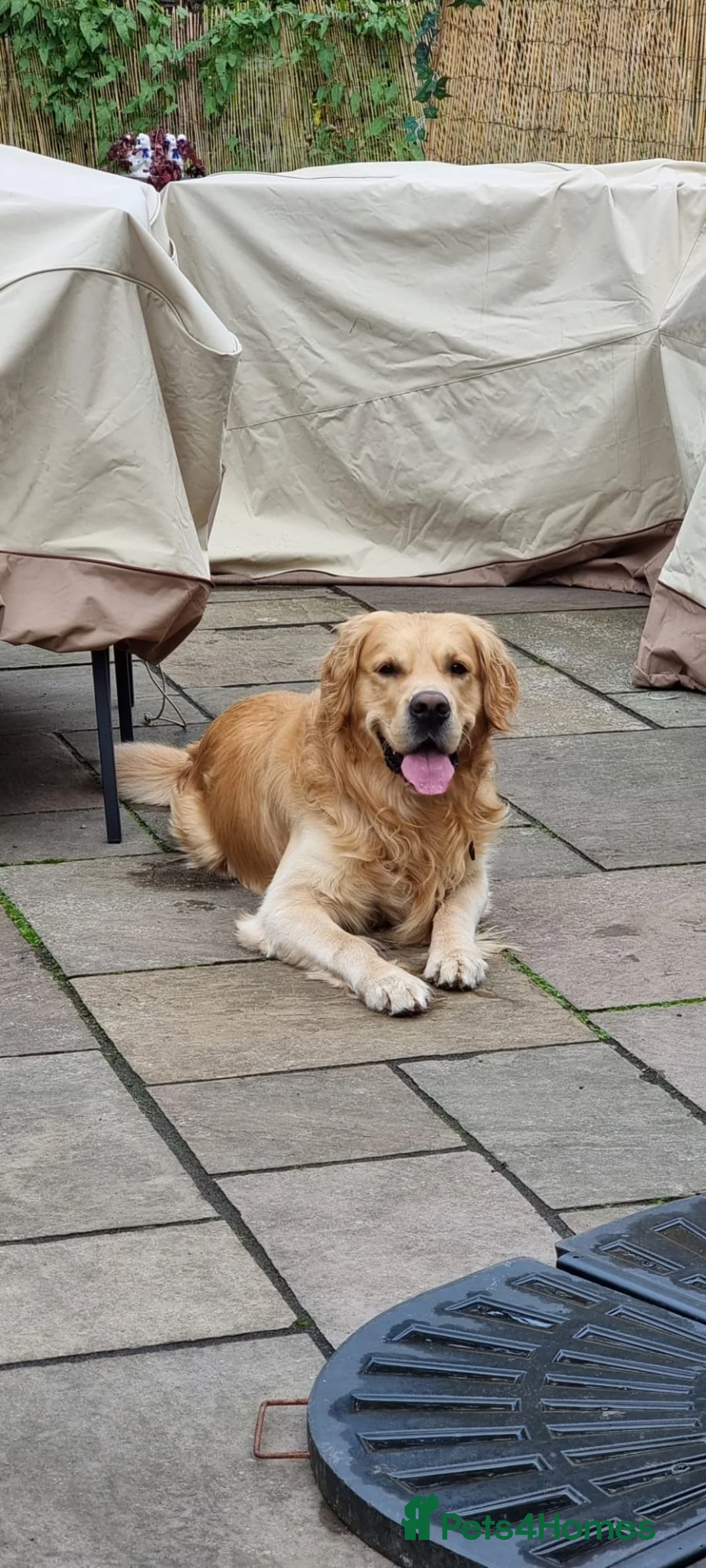 Golden Retriever dogs for sale: KC Registered Golden Retriever Puppies  - Advert 2