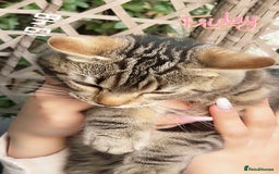 Mixed Breed cats for sale: Kitty cats  - Image 2