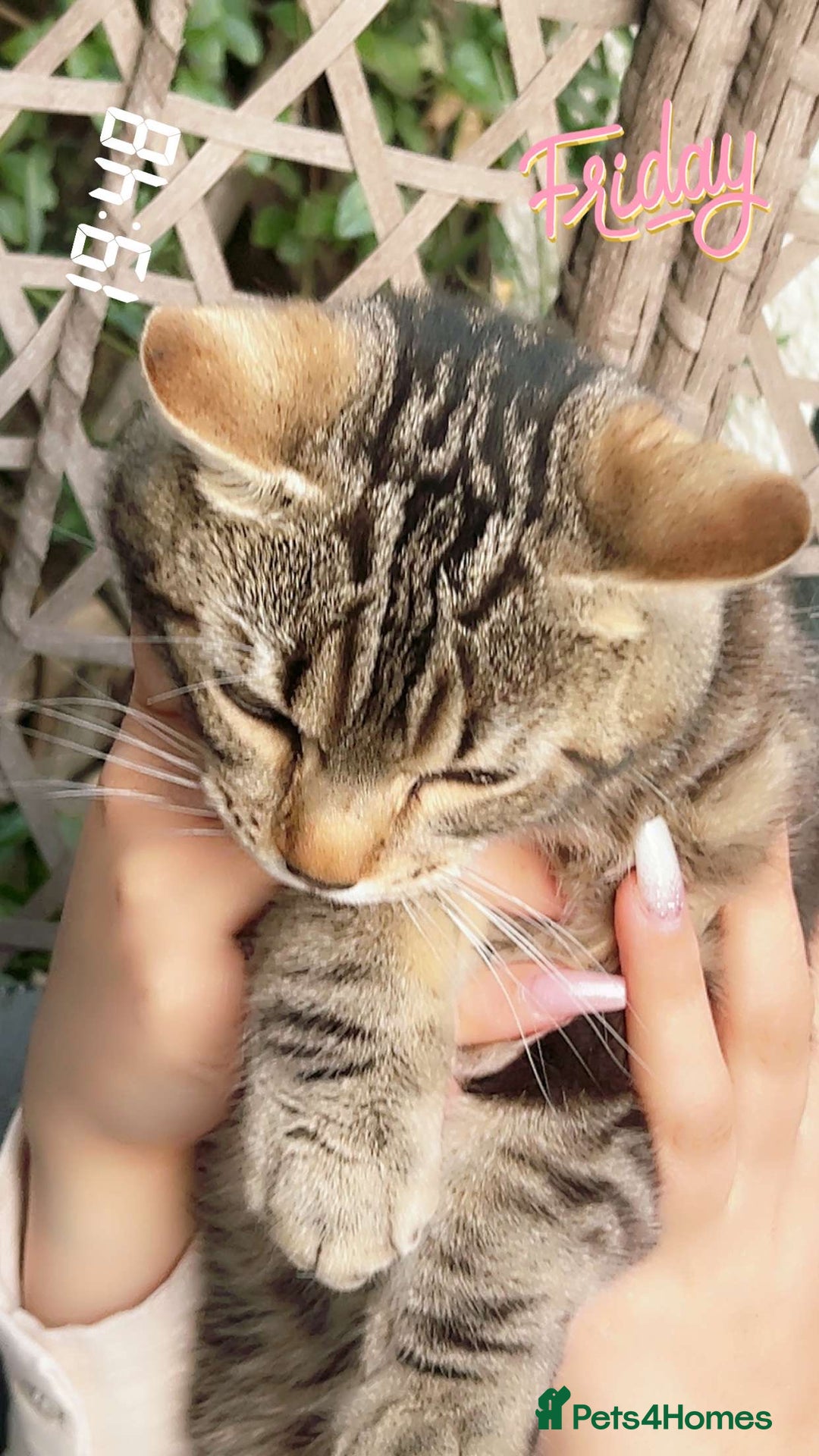 Mixed Breed cats for sale: Kitty cats  - Image 2