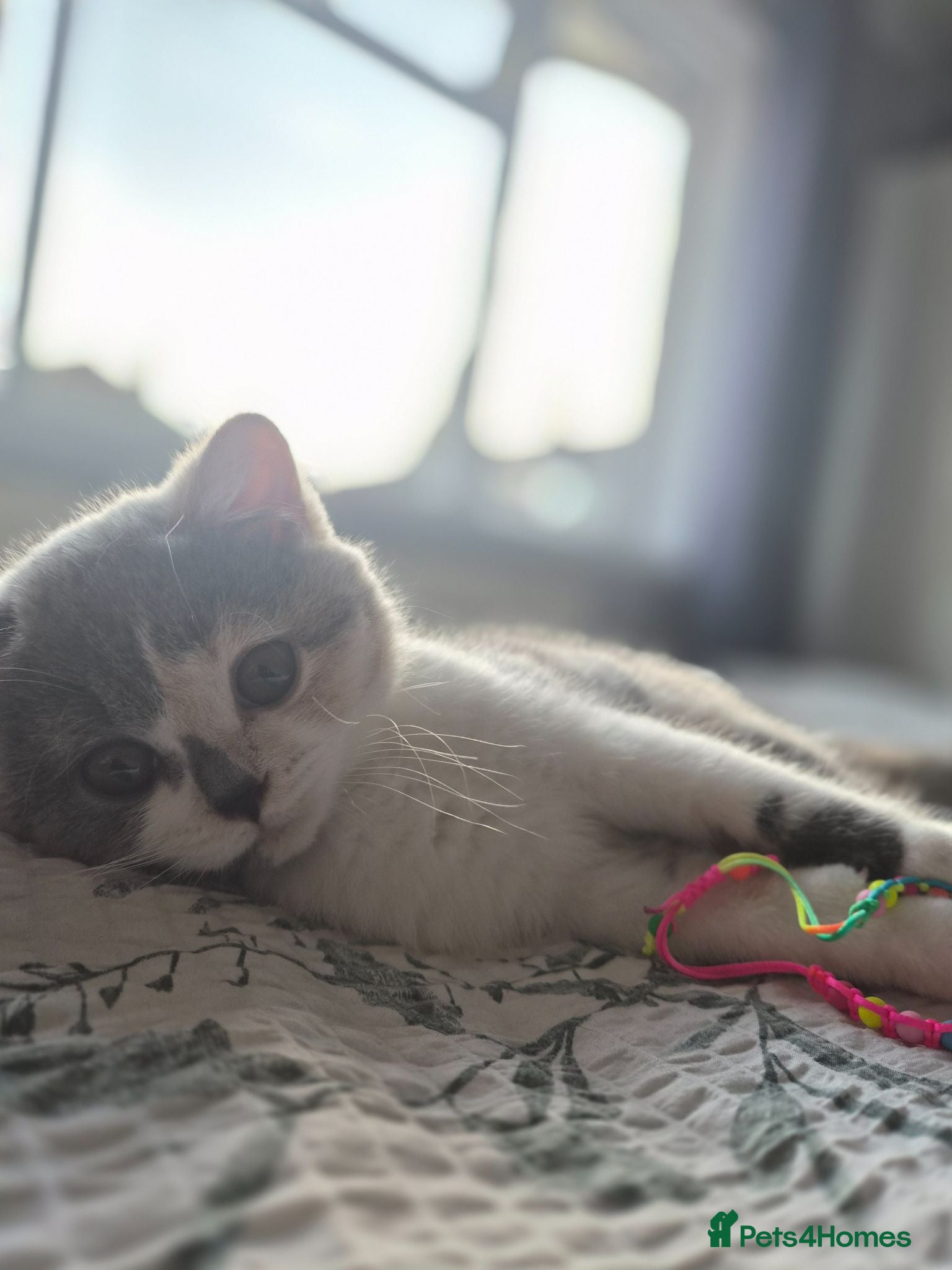 British Shorthair cats Beautiful british short hair tri calico - Advert 1