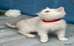 British Shorthair cats for sale: British shorthair golden, silver TICA - Image 20