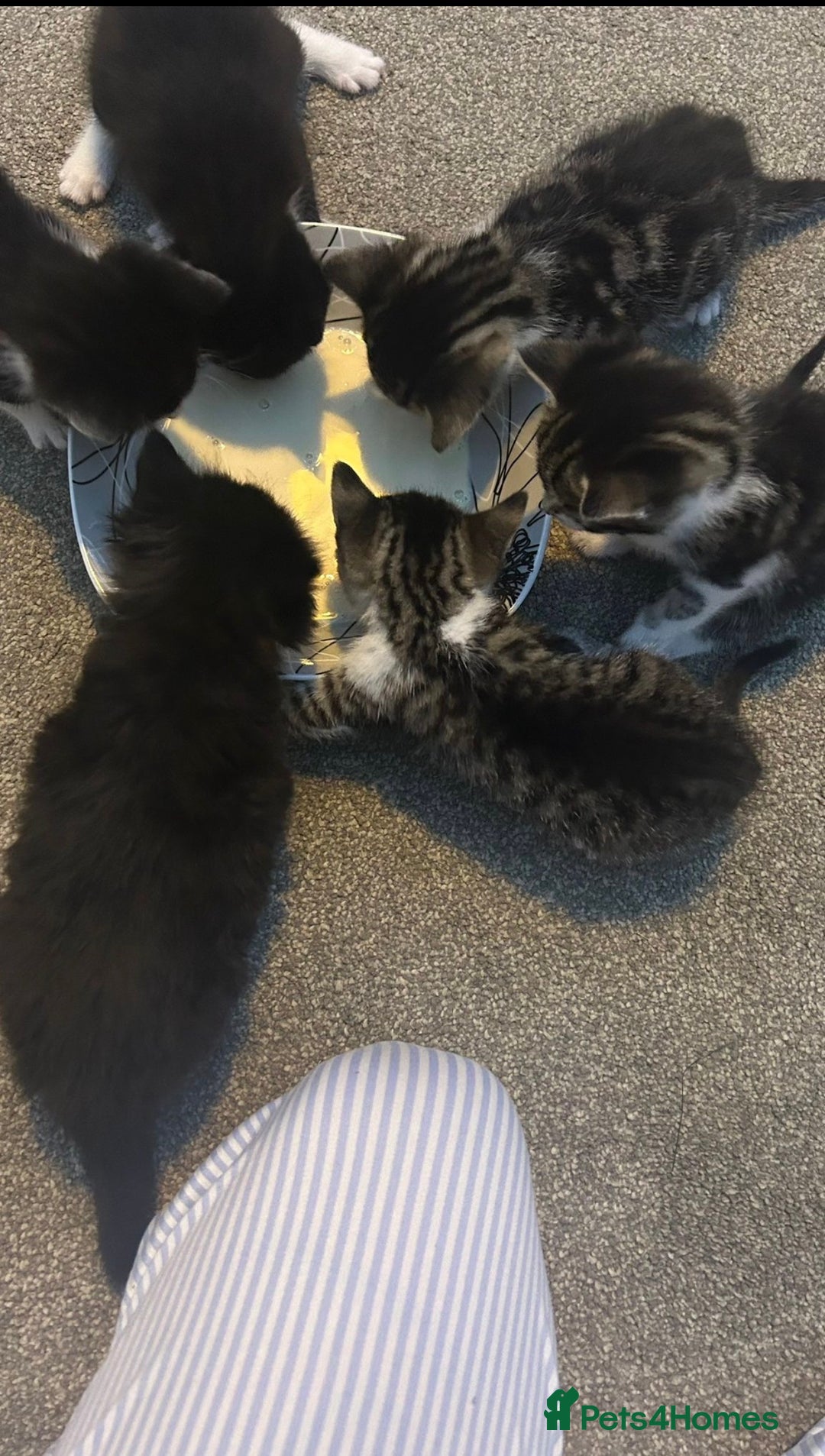 British Shorthair cats for sale: 5 Beatiful kittens - Advert 7