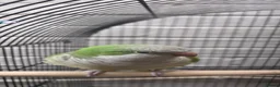 Parakeets birds for sale: Super tame green quaker  in Peterborough - Advert 5