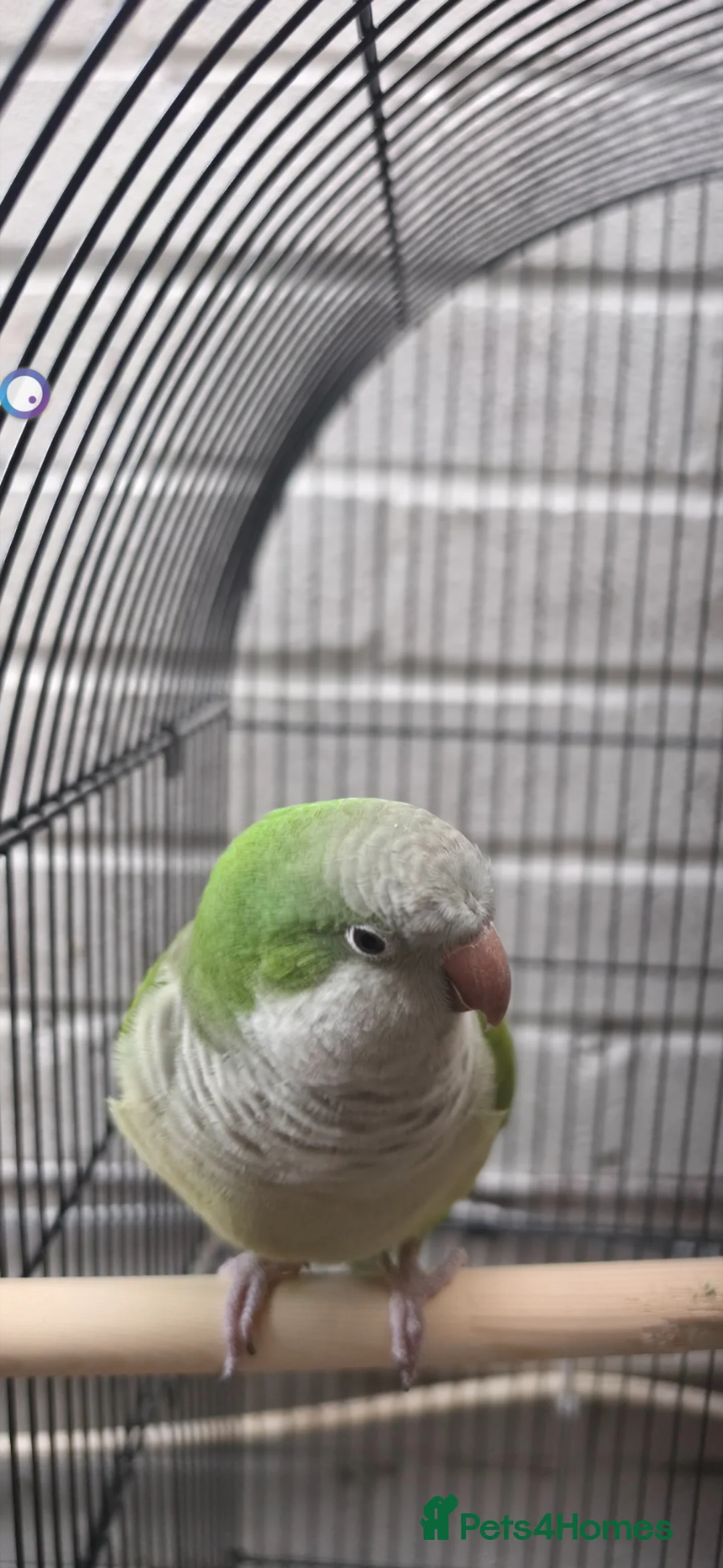 Parakeets birds for sale: Super tame green quaker  in Peterborough - Advert 5