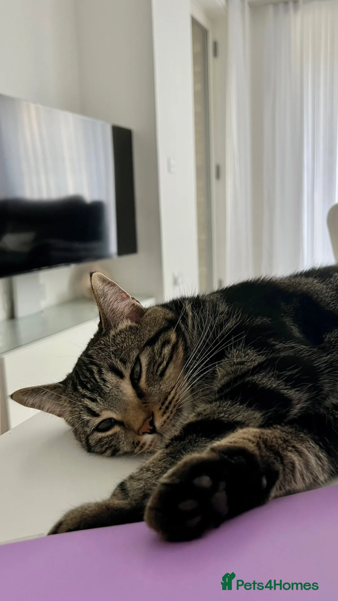 Domestic Shorthair cats for sale: Azar  - Advert 2