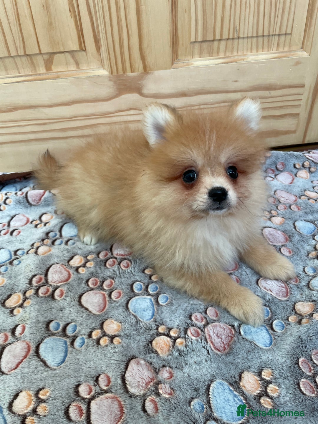 Pomeranian dogs for sale: Two puppies left Ready to Leave  - Image 9