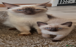 Ragdoll cats for sale: Chocolate point mitted ragdoll  - Image 3