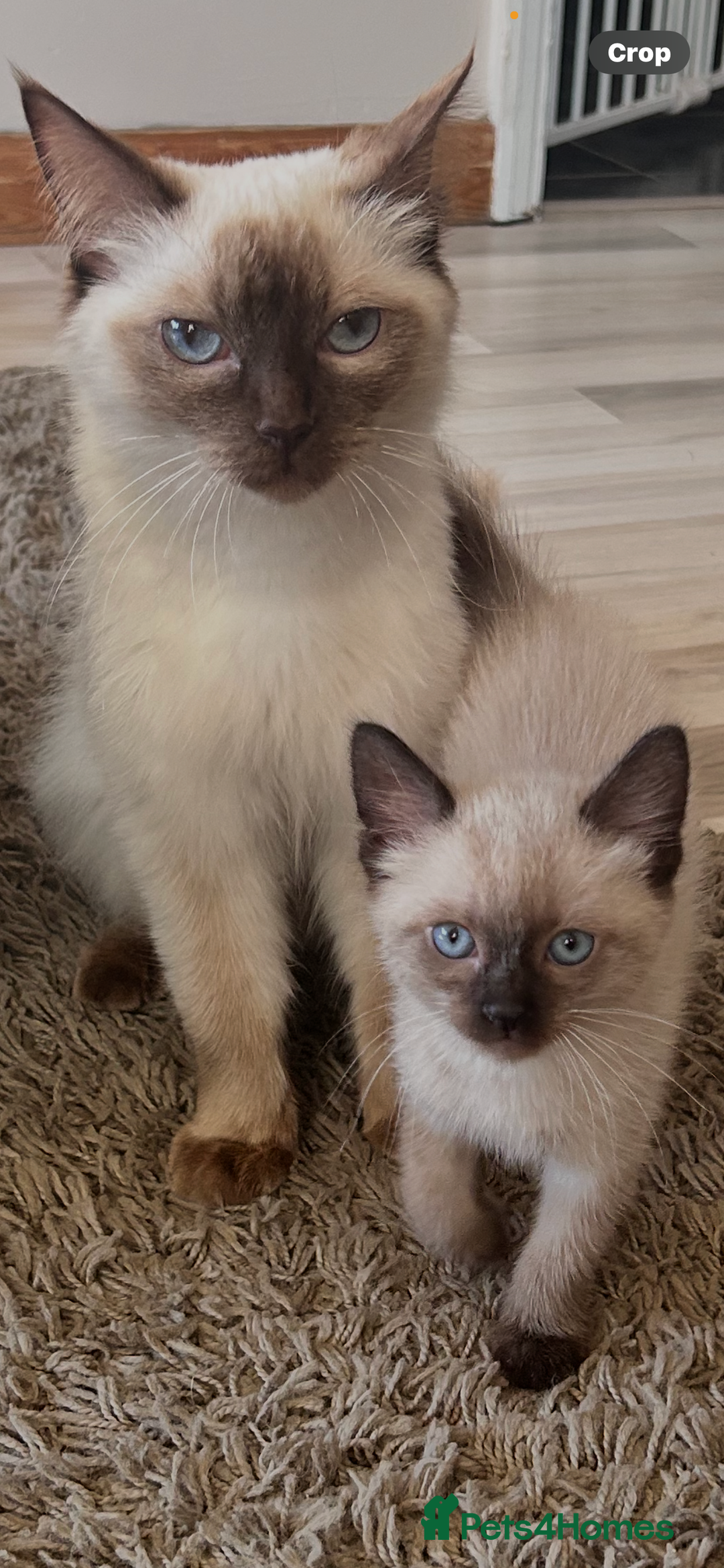Ragdoll cats for sale: Chocolate point mitted ragdoll  - Image 3